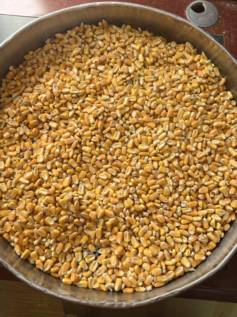 烘干玉米