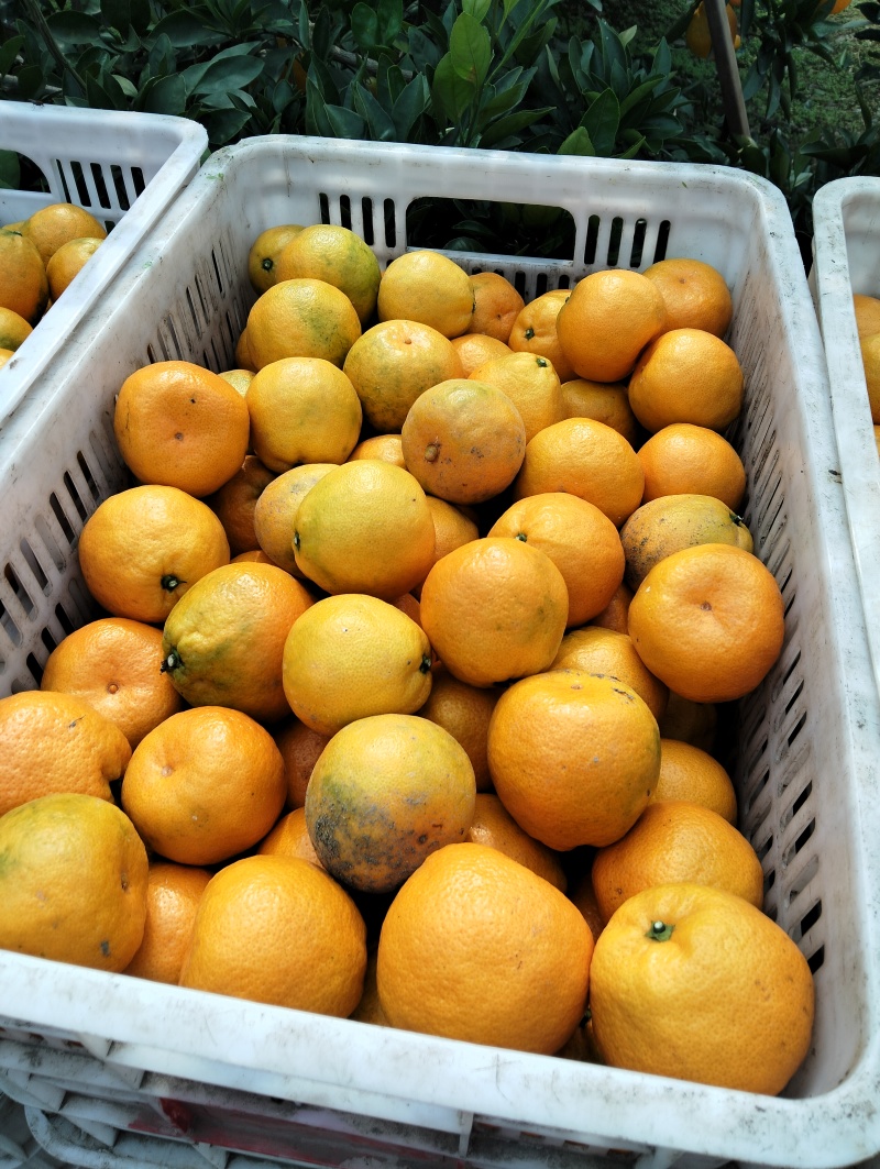 石门蜜桔