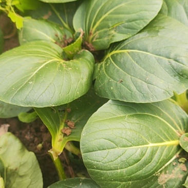 黑青小白菜菜地直供