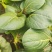 黑青小白菜菜地直供