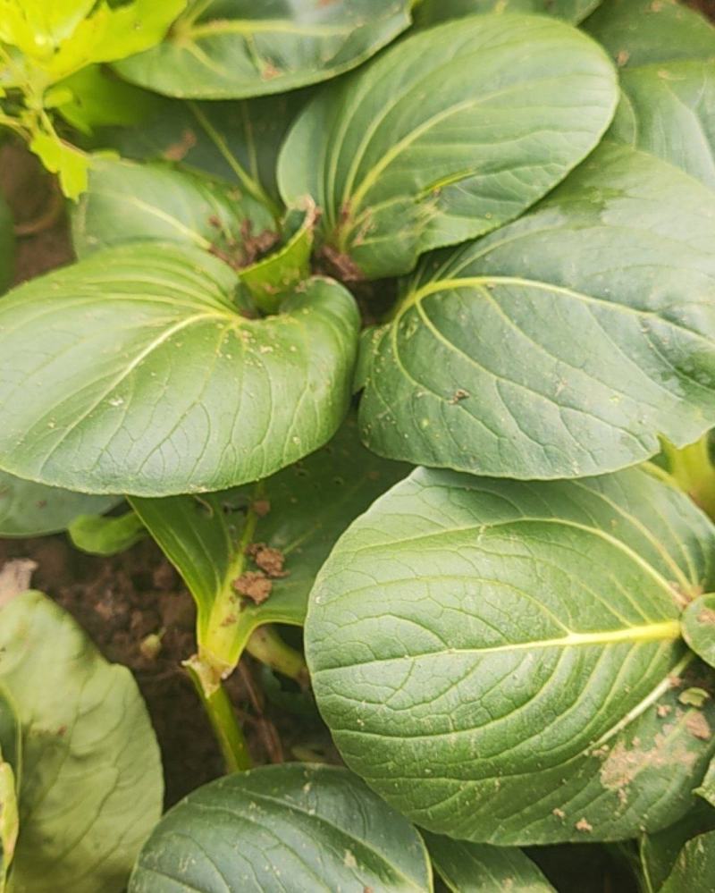 黑青小白菜菜地直供