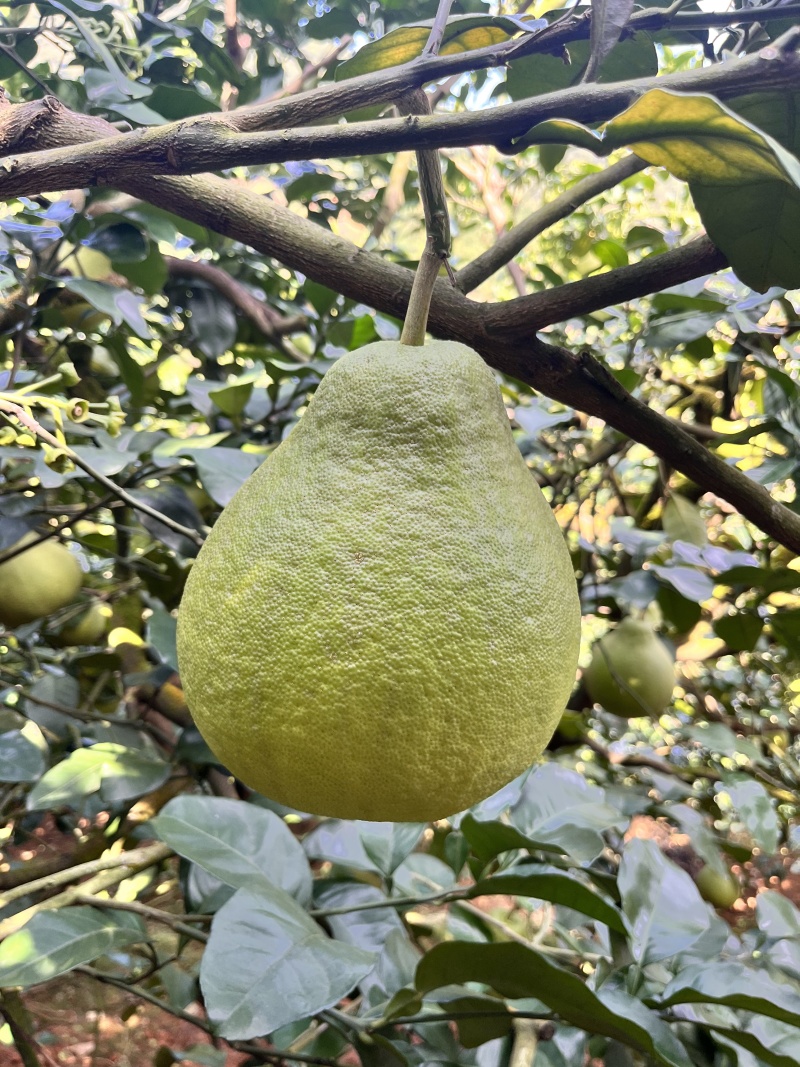 甜度高，个头均匀！