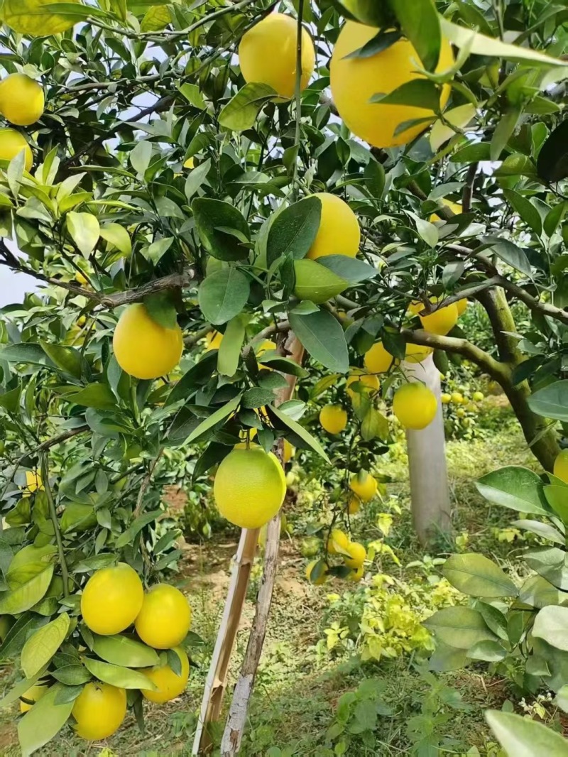 甜度高，通货，饱满多汁