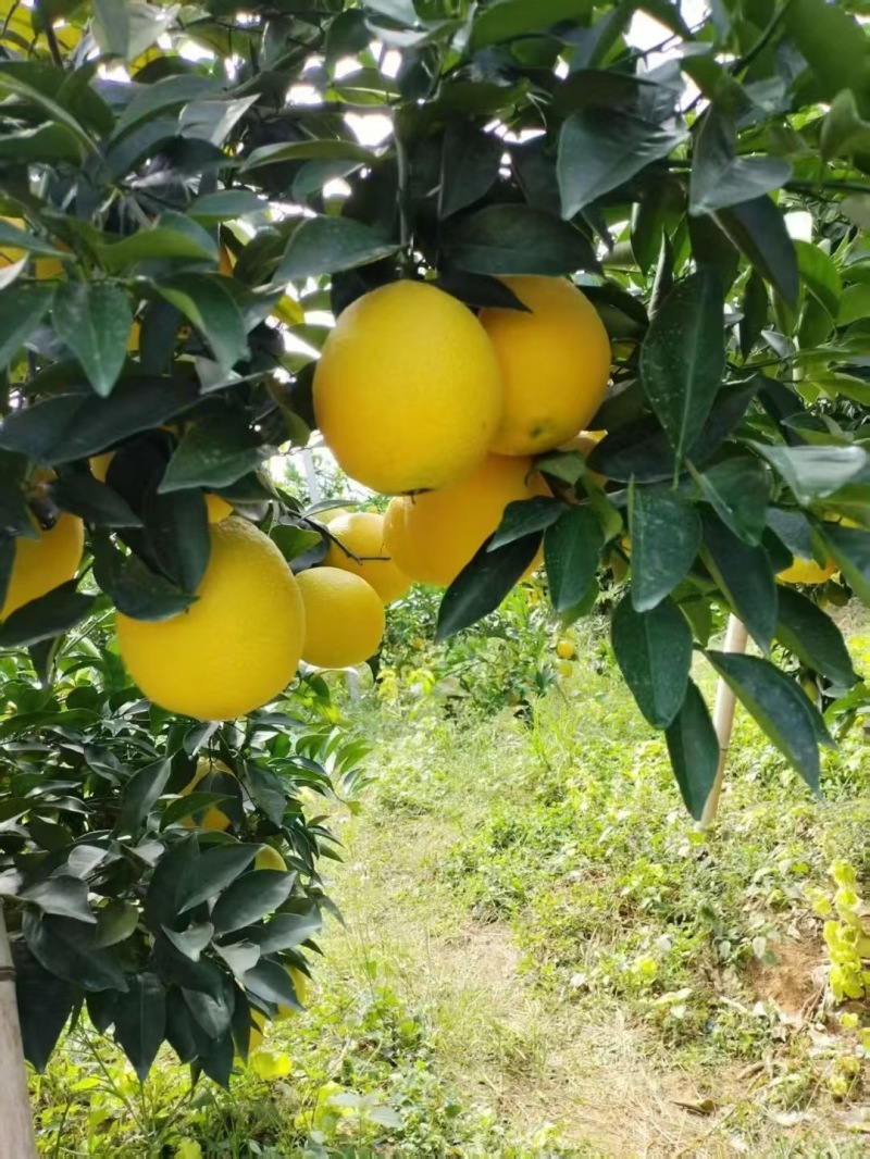 甜度高，通货，饱满多汁