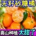 广西桂林永福砂糖橘