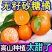 广西桂林永福砂糖橘