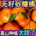 广西桂林永福砂糖橘