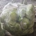 墨玉扁包菜