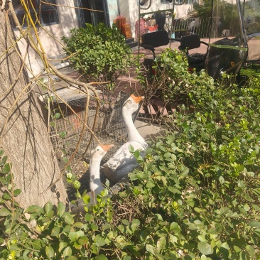 大鹅