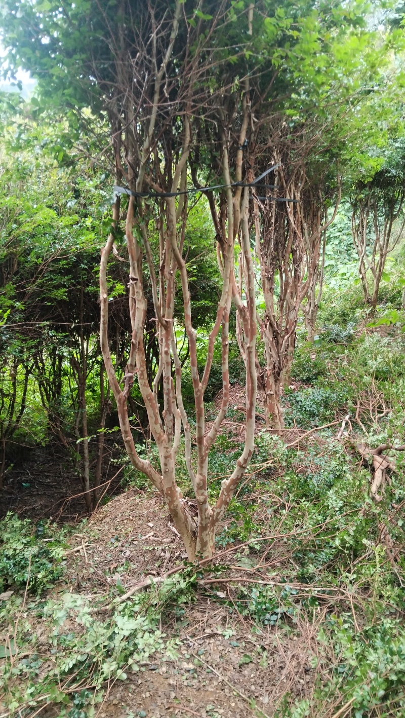 嘉宝果树