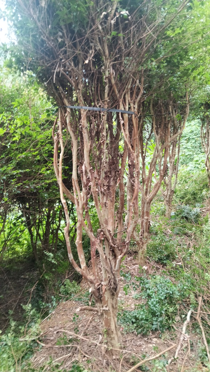 嘉宝果树