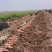 陕西秦5红薯
