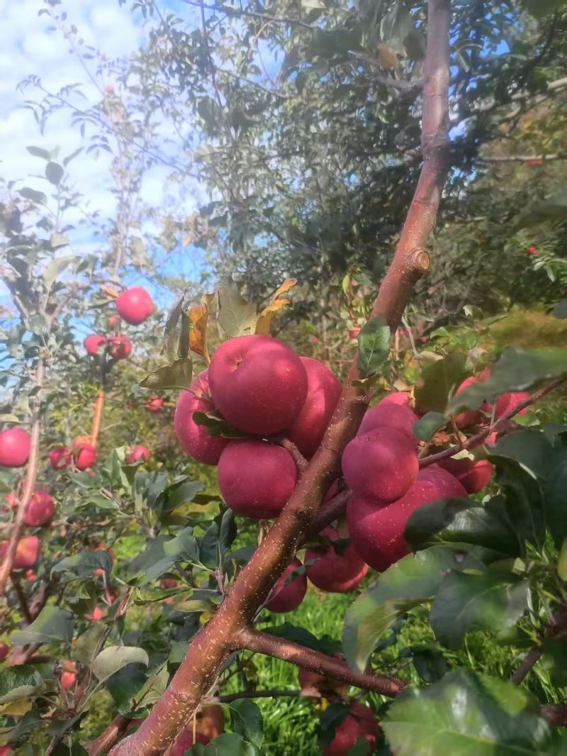 盐源糖心苹果