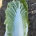 玲珑黄大白菜