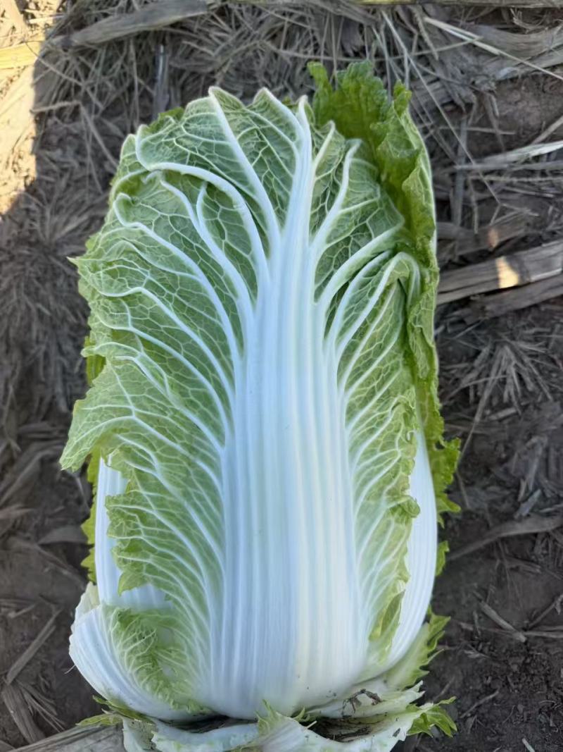 玲珑黄大白菜