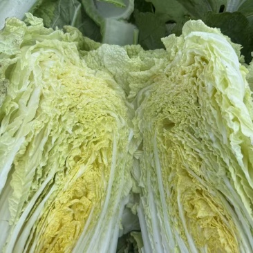 玲珑黄大白菜