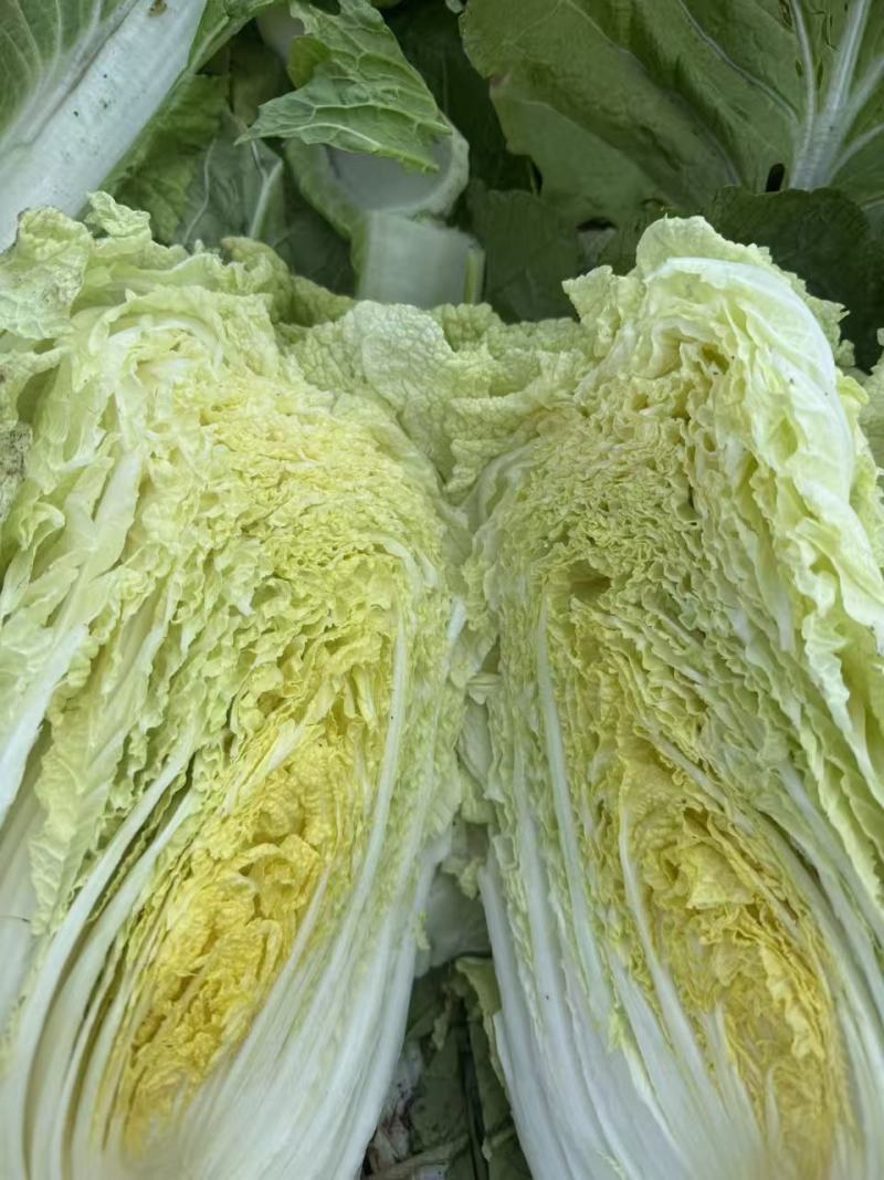 玲珑黄大白菜