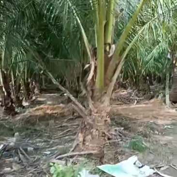 海南椰子树