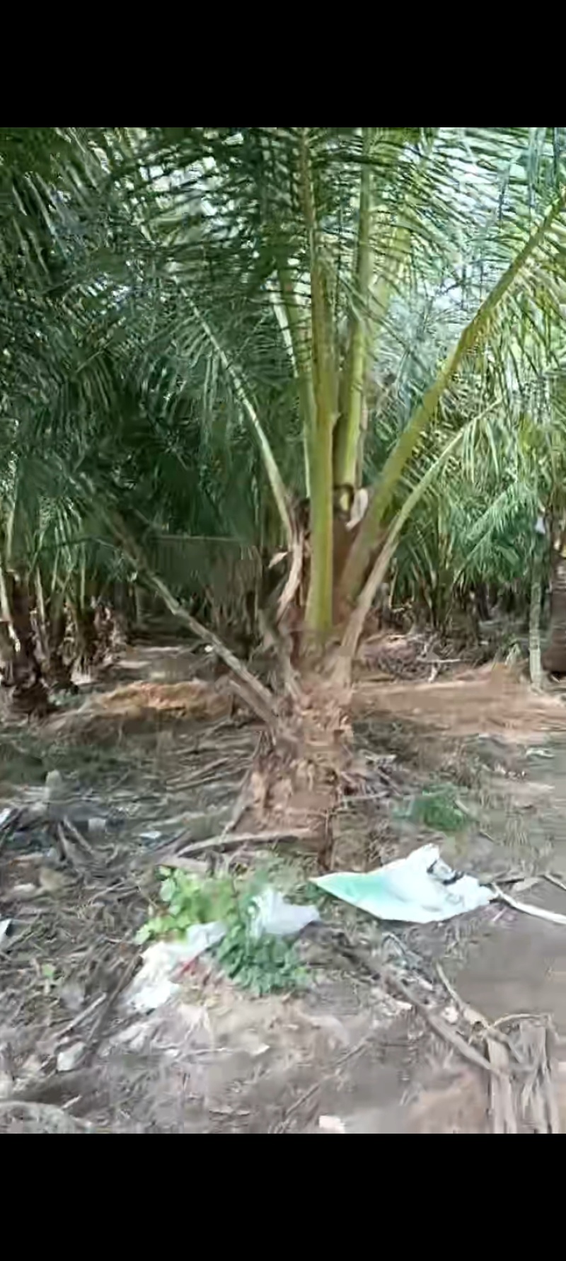 海南椰子树