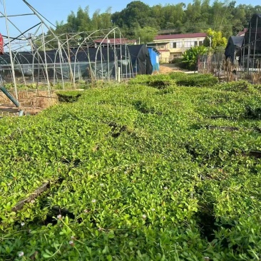 姬岩垂草