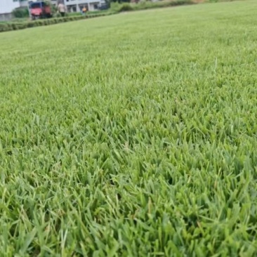 高羊茅草坪