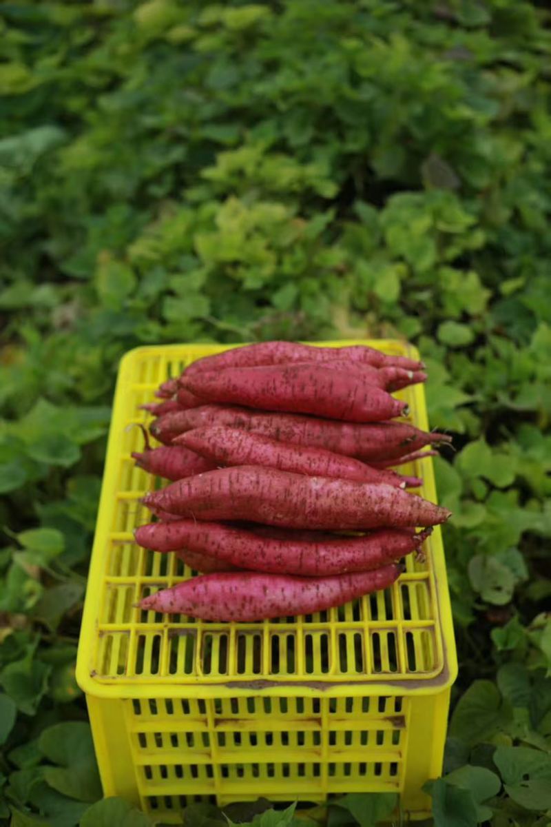 秦薯5号，大量有货，我200多亩红薯，