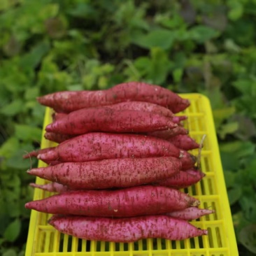 秦薯5号，大量有货，我200多亩红薯，