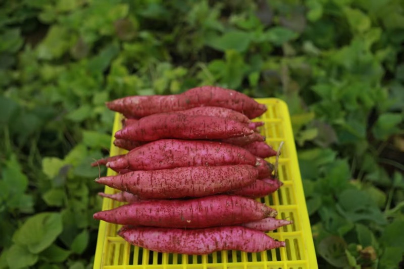 秦薯5号，大量有货，我200多亩红薯，