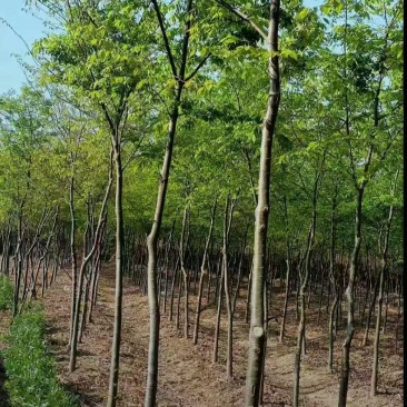 黄山栾树