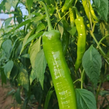 辣椒，青黄皮