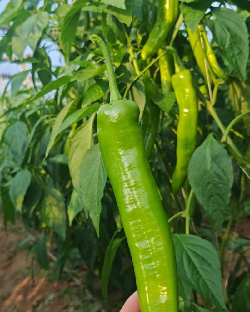 辣椒，青黄皮