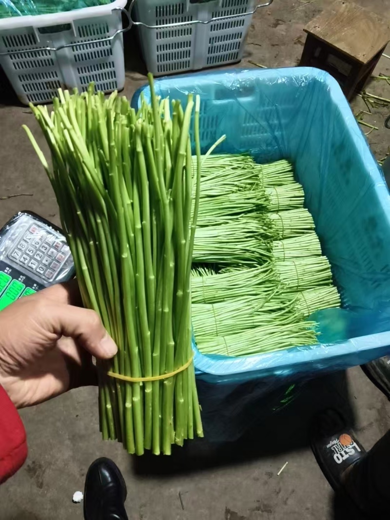 黎蒿