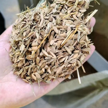 稻壳瘪壳现货价美出湖南长沙衡阳邵阳江西广西广东湖北贵州福建