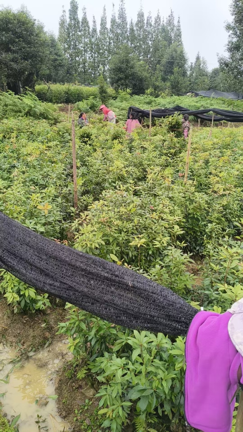 金丝楠木营养杯苗，双6