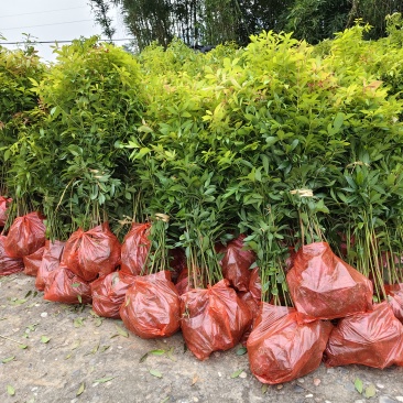 金丝楠木营养杯苗，双6