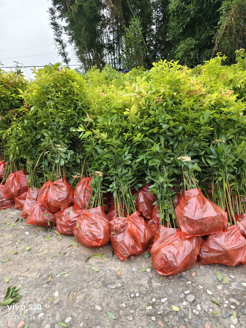 金丝楠木营养杯苗，双6