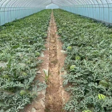 蔬菜大棚