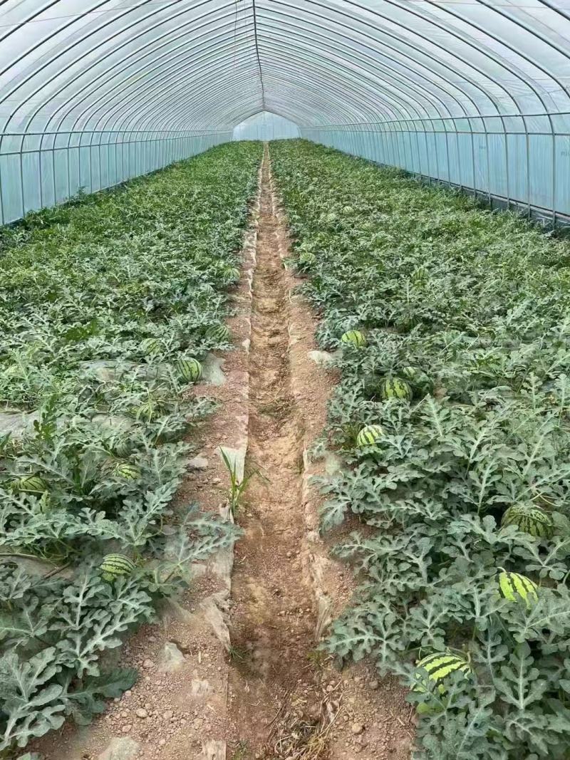 蔬菜大棚