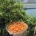 橙子