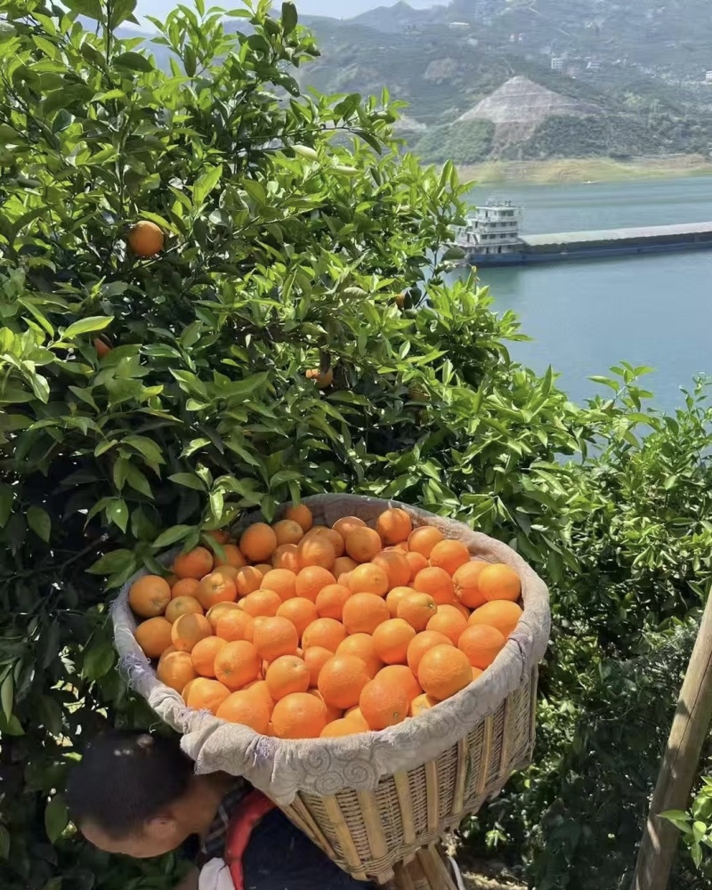 橙子