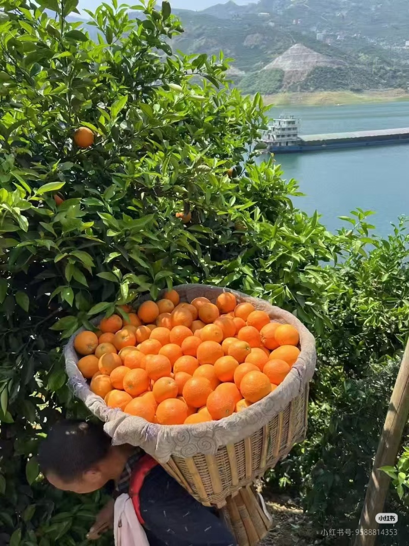 橙子