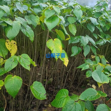 山桐子苗原产地供货保湿发货成活率高易种植挂果快产量高