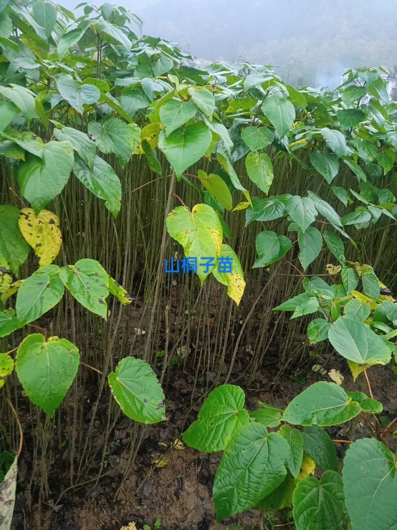 山桐子苗原产地供货保湿发货成活率高易种植挂果快产量高