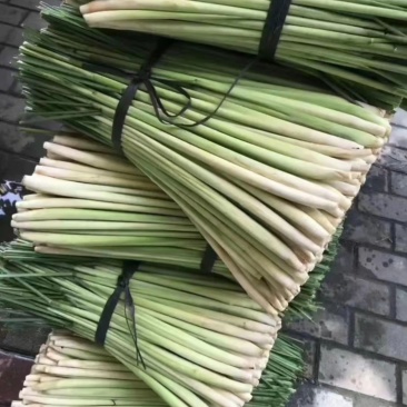 广西一米多高香茅出售