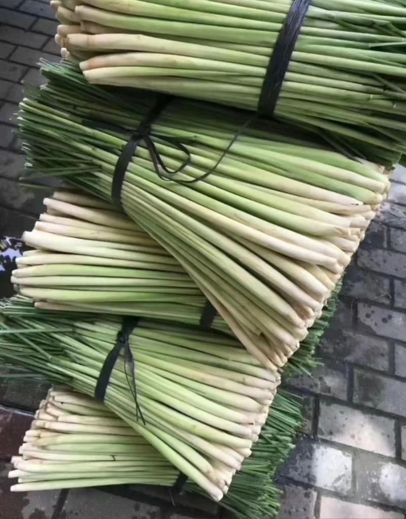 广西一米多高香茅出售