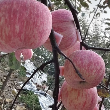 烟台栖霞红富士苹果80#