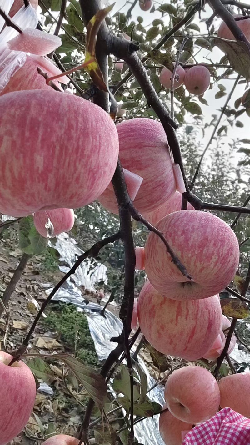 烟台栖霞红富士苹果80#