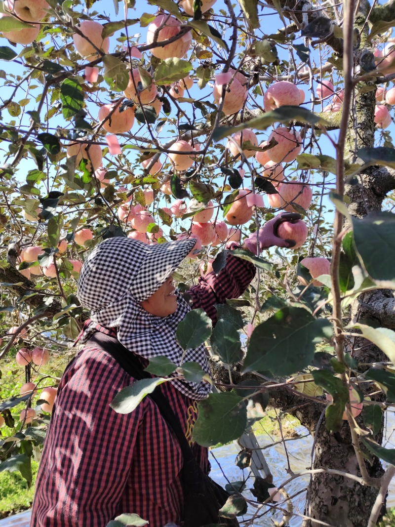 烟台栖霞红富士苹果80#