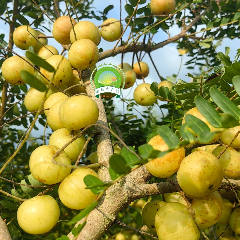 崩坎甜油甘（柿饼甜油甘）
