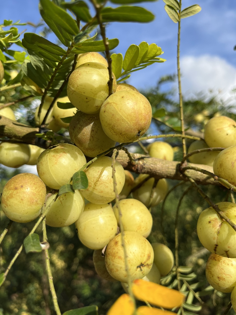 崩坎甜油甘（柿饼甜油甘）